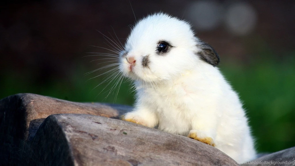 White Cute Bunny Rabbit Wallpapers Hd Wallpapers Catalog ...