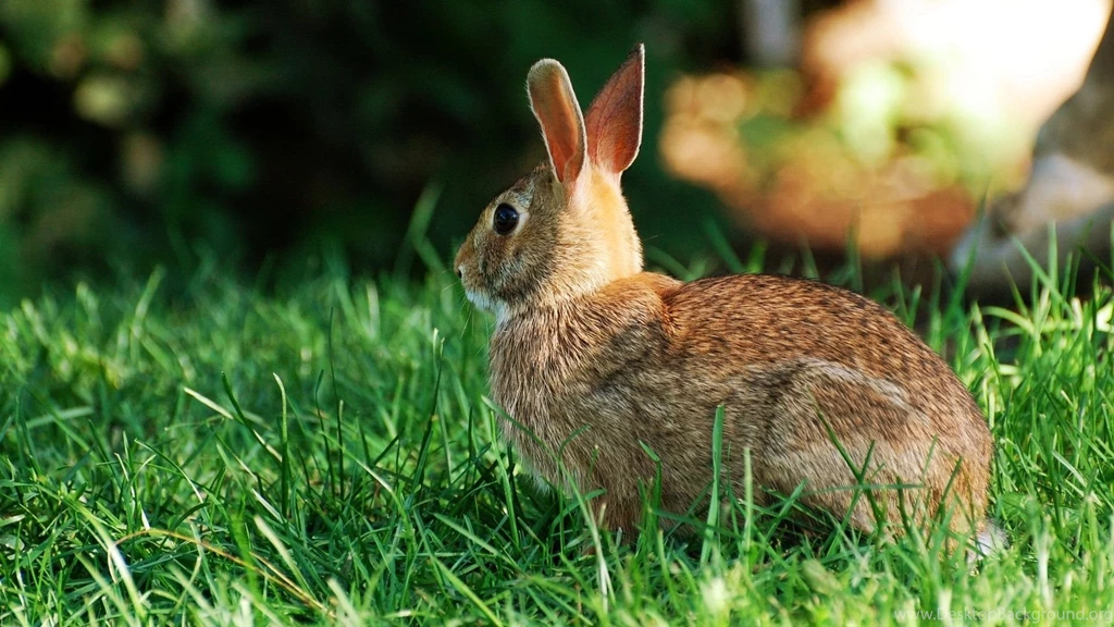 Download Rabbit Wallpapers Photo