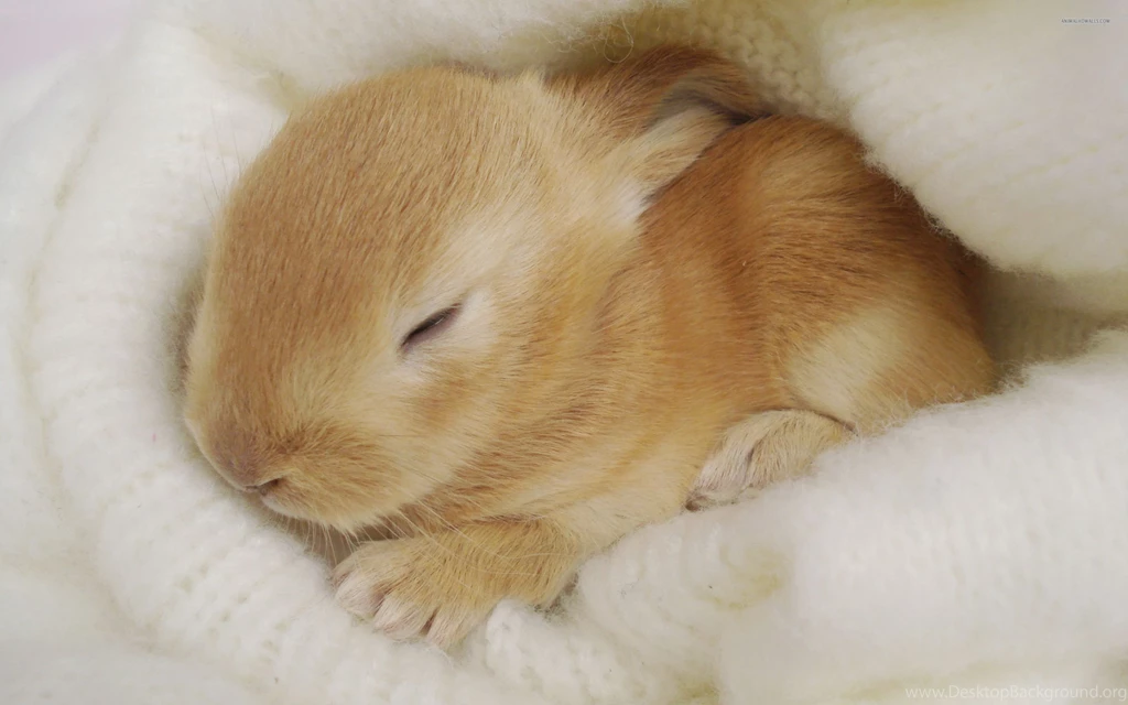 Rabbit Wallpapers HD