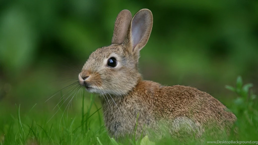 Full HD 1080p Rabbit Wallpapers HD, Desktop Backgrounds 1920x1080