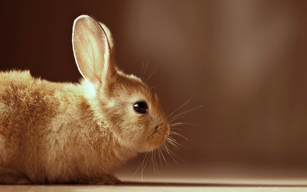 Rabbit HD Wallpapers5.jpg