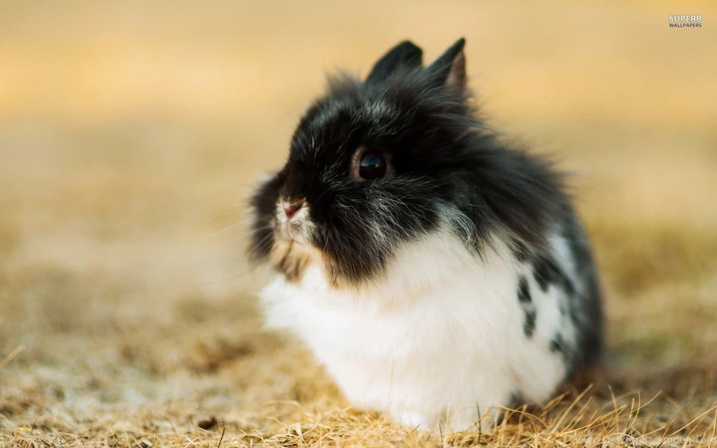Fluffy rabbit 24784 1920x1200.jpg