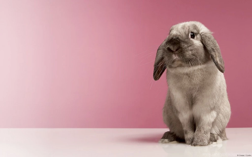 Funny Animals: Funny Rabbit Wallpapers