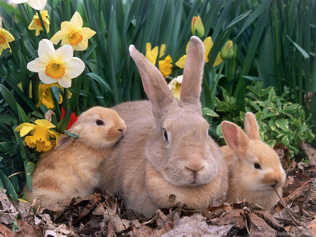 Rabbit Wallpaper Backgrounds