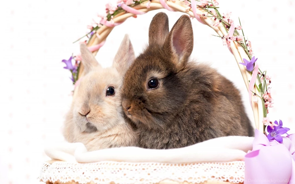 Rabbit Computer Wallpapers, Desktop Backgrounds