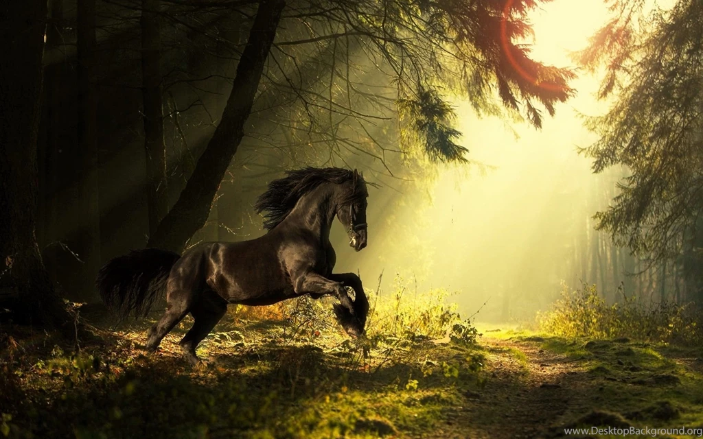 Horse Wallpapers PC Desktop
