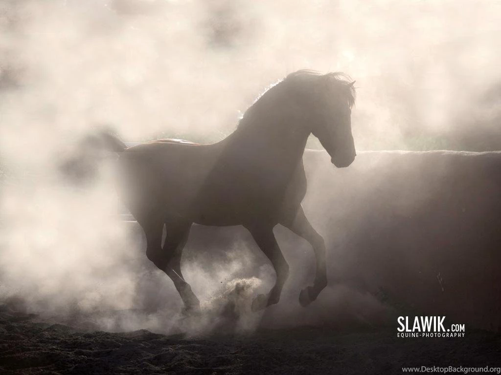 Slawik Horse Wallpapers   Horses Wallpapers (6070970)   Fanpop