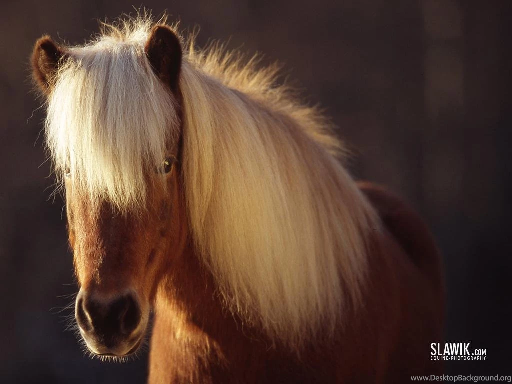 Slawik Horse Wallpapers Horses Wallpapers (6070976) Fanpop