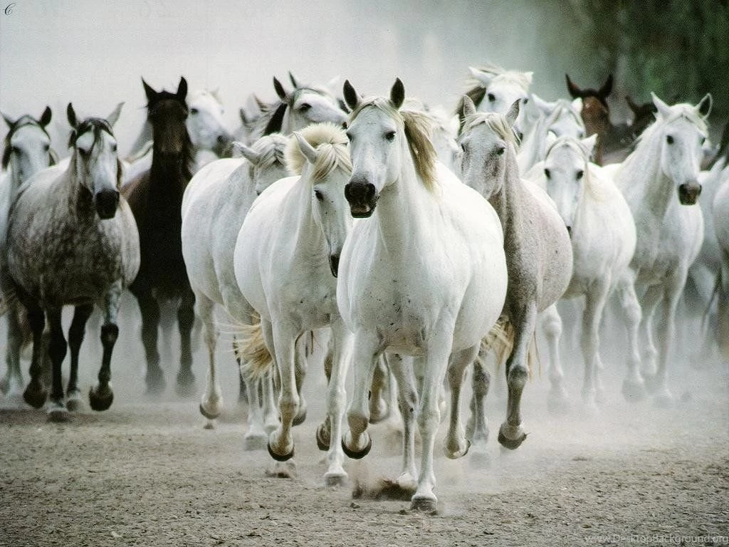 Horse Wallpaper_hd Wallpaper_download Free Wallpapers