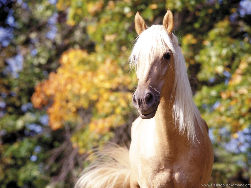 Horse Desktop Wallpapers 707319