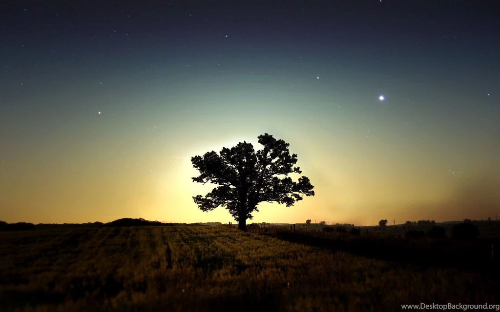Night Stars Tree HD Wallpapers