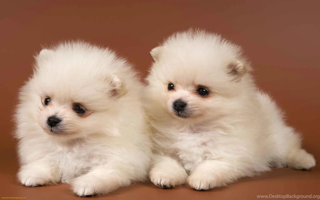 Cute Puppy Pictures Wallpapers