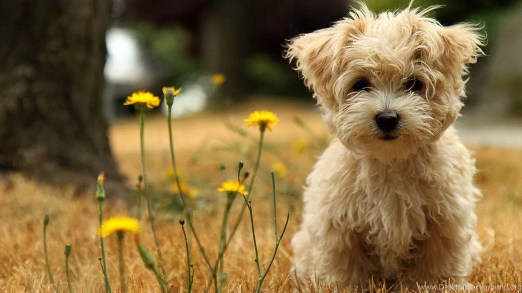 Images of puppies for wallpaper.jpg