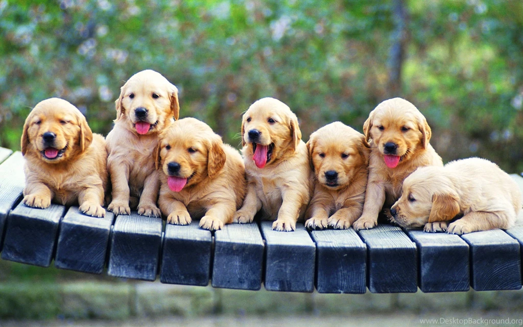 Puppies Hd Wallpapers Page 3
