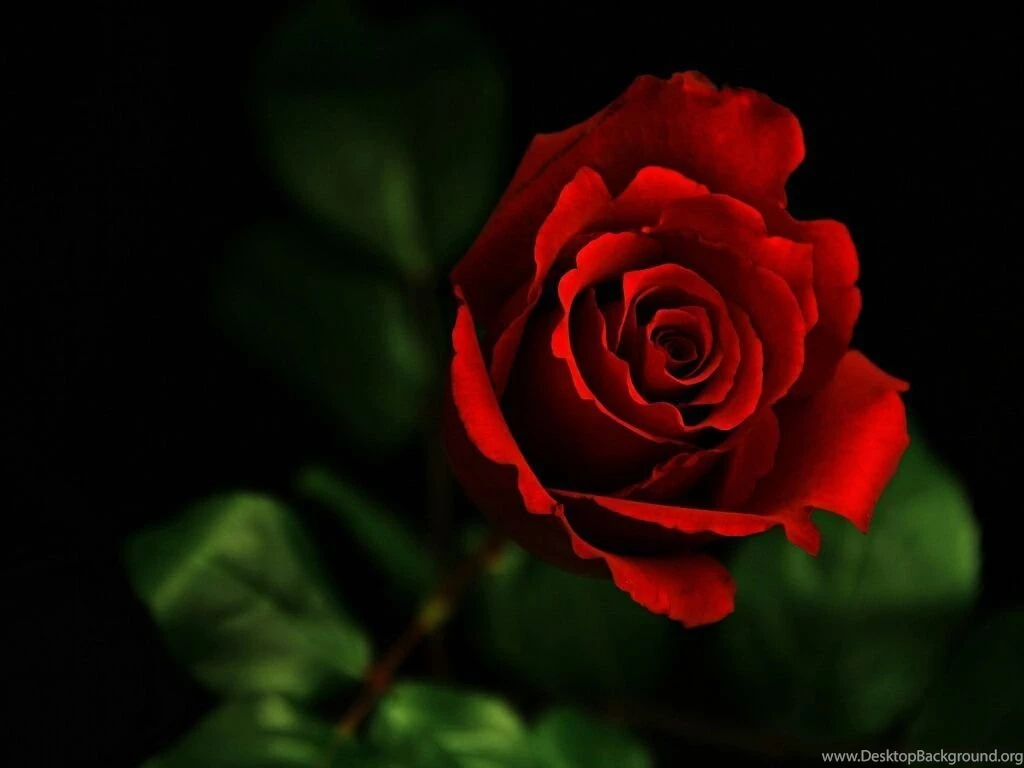Red Rose Wallpapers