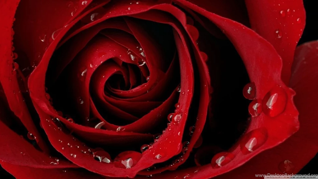 Droplets On A Rose HD Desktop Wallpapers : Widescreen : High ...