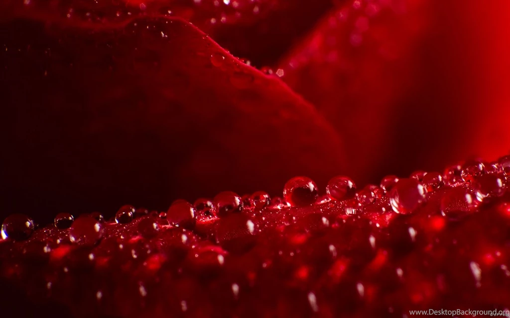 Red Rose Wallpapers Hd