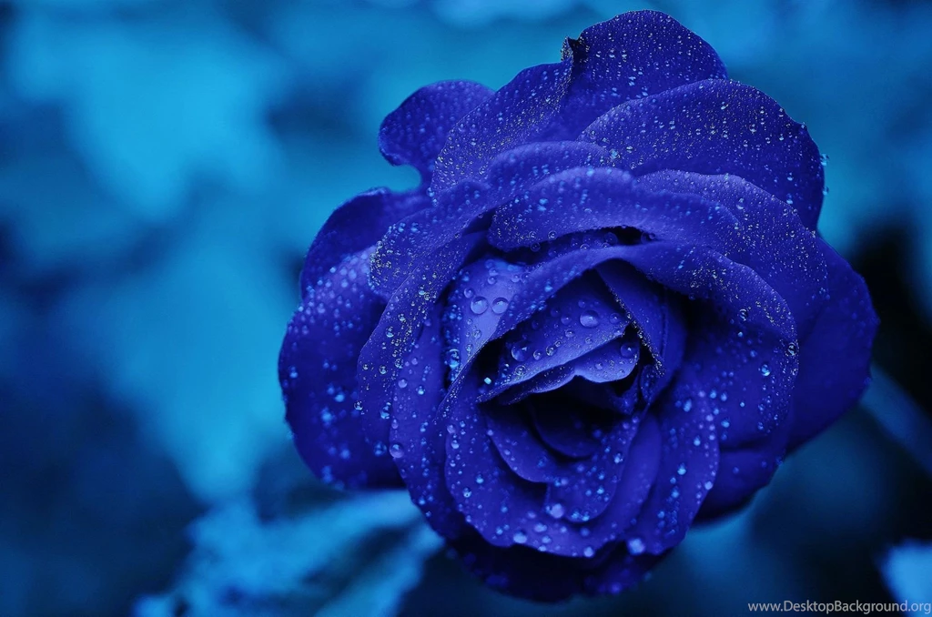 Blue Rose Wallpapers HD Pictures