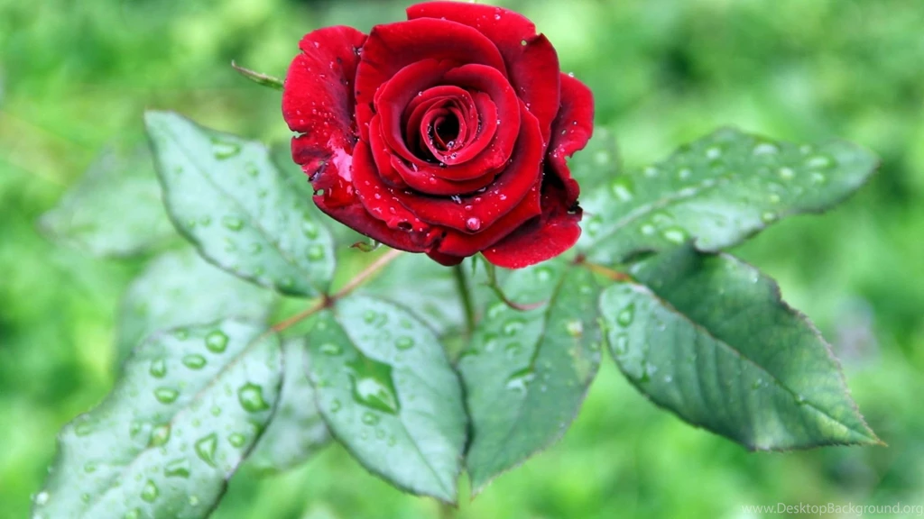 Red Flowers HD Wallpapers HD Images New