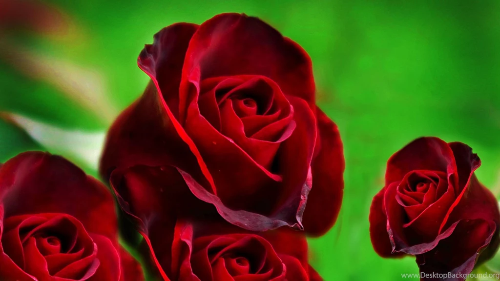 Wallpaper of red roses hd free wallpapers