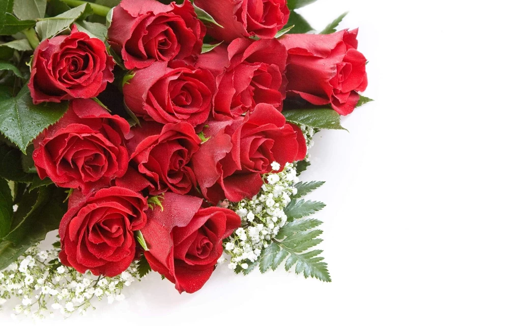 Download Beautiful Rose Wallpapers