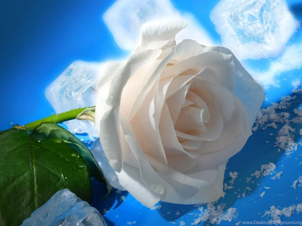 White Rose Wallpaper_hd Wallpaper_download Free Wallpapers