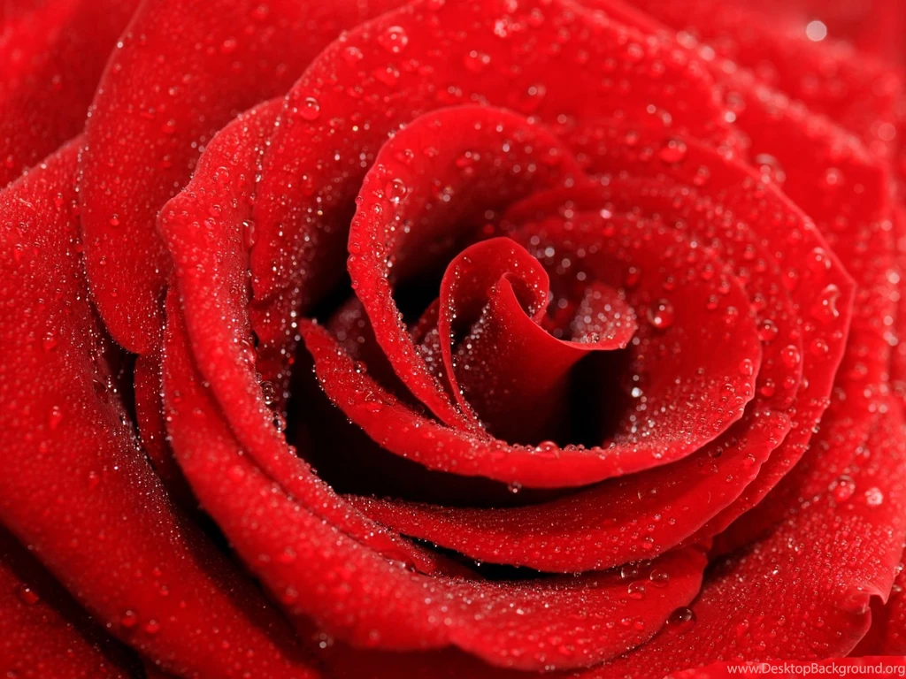 3d wallpaper hd rose.jpg