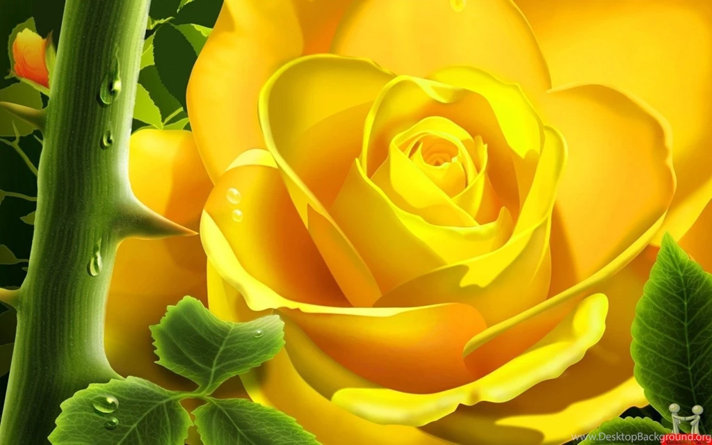 10 Rose Flower Wallpapers