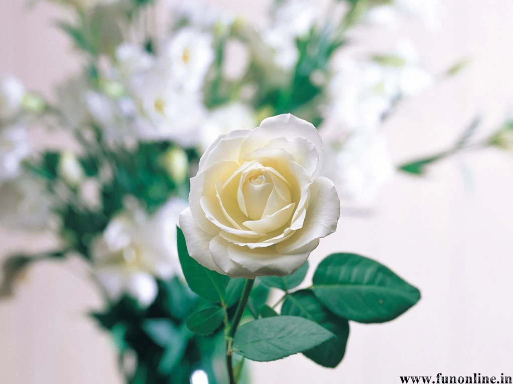 White Roses Wallpapers HD Wallpapers Lovely