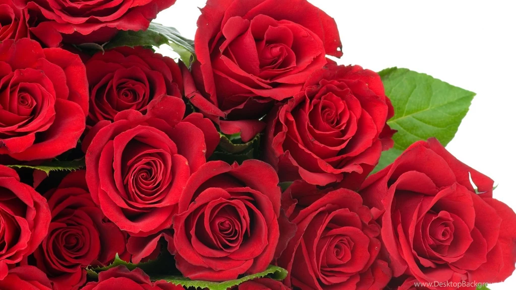 Top Red Rover Flower Size Images For Pinterest