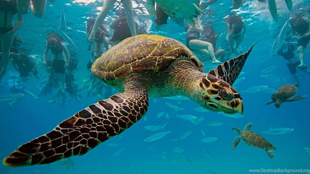 4K Ultra HD Underwater Wallpapers HD, Desktop Backgrounds 3840x2160