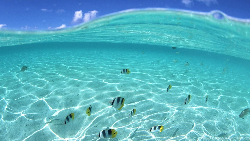 Underwater Wallpapers