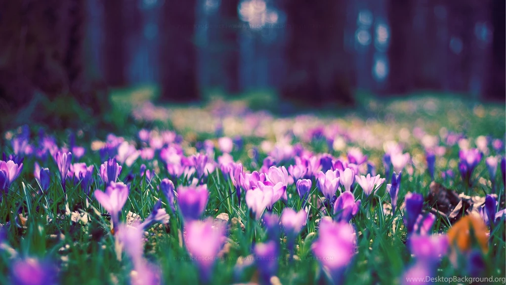 Wallpapers Tagged With SPRING