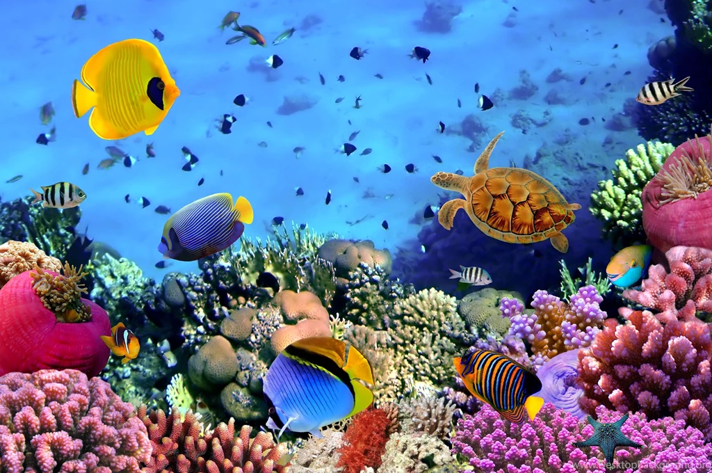 Underwater Wallpapers 3197 Awesome HD Wallnos.com