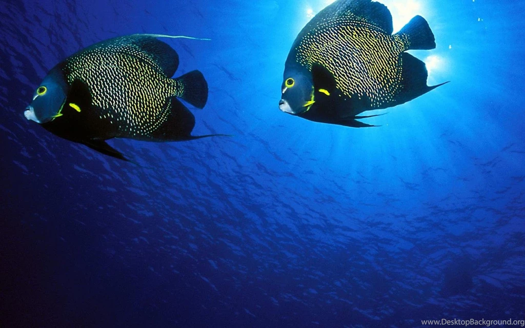 Underwater Backgrounds Hd