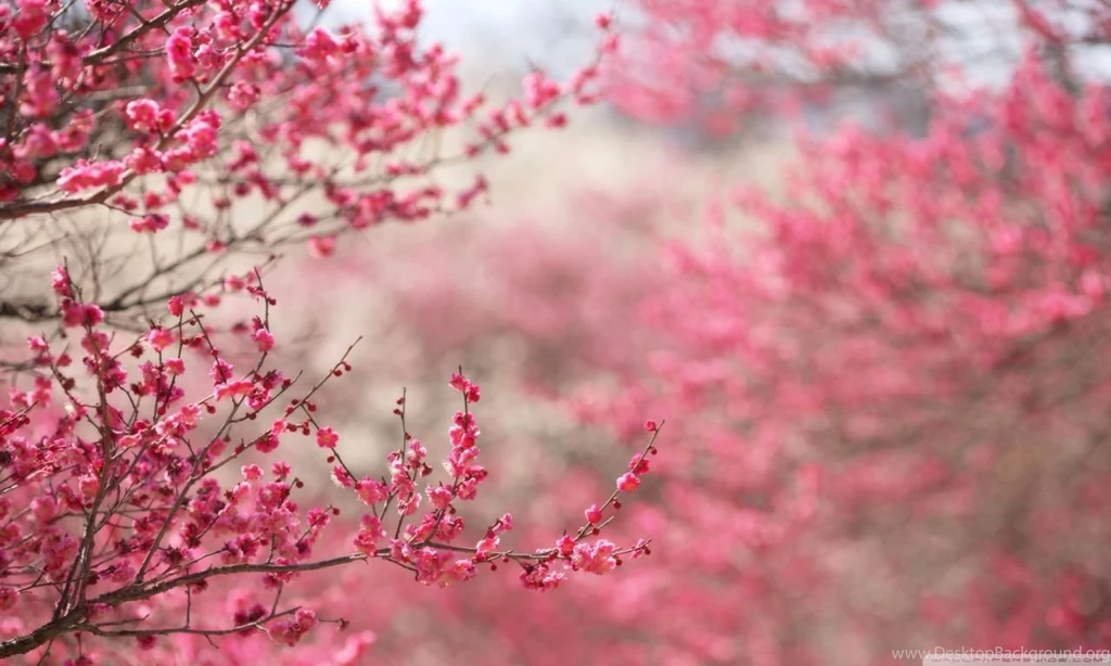 Spring Signs HD Desktop Wallpapers : High Definition : Fullscreen ...
