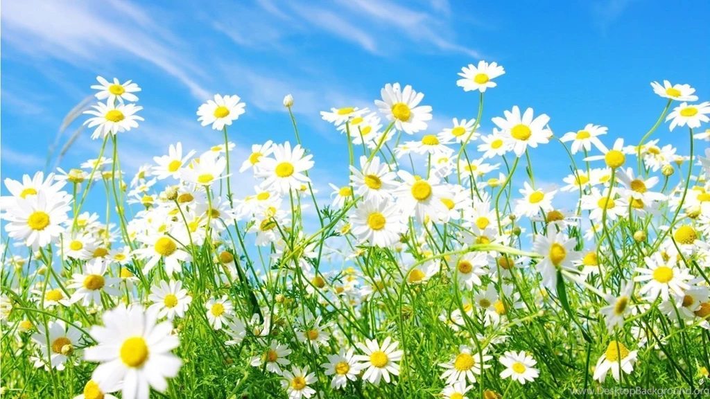 Free Spring Screensavers And Wallpapers HD Wallpapers Lovely