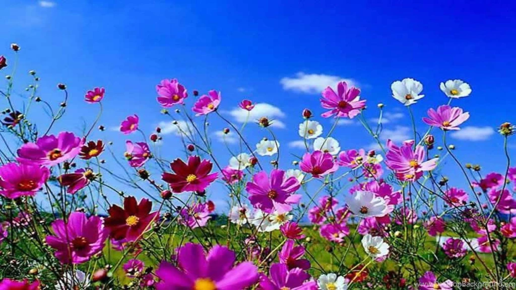 Spring Flowers Wallpapers HD Wallpapers Pretty