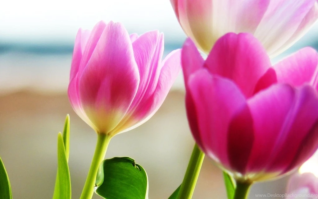 Tulips Spring Wallpapers