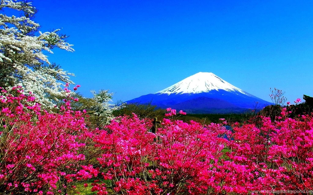 Spring In Japan Wallpapers