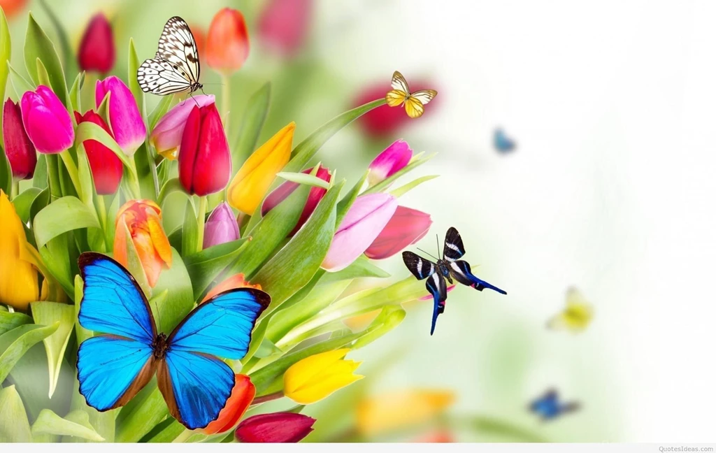 Spring HD Wallpapers 2015 2016