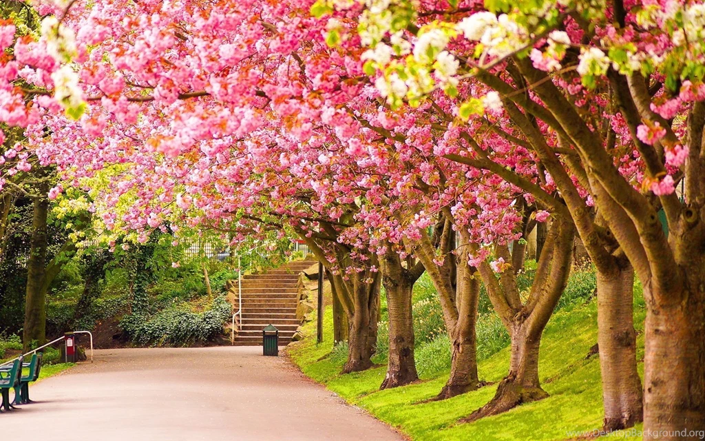 Spring Colours Wallpaper.jpg