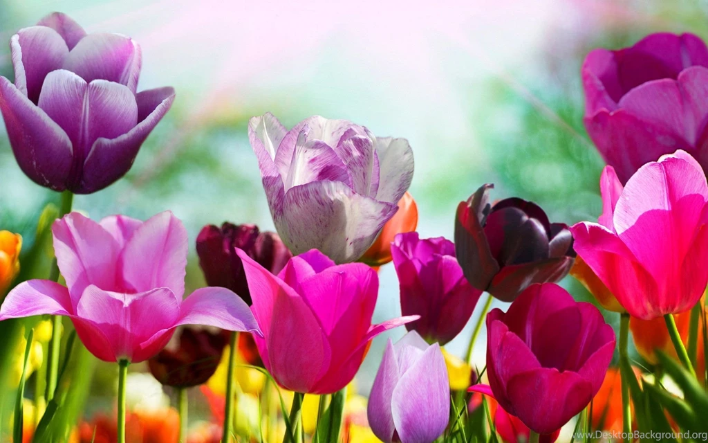 Spring Hd Wallpapers