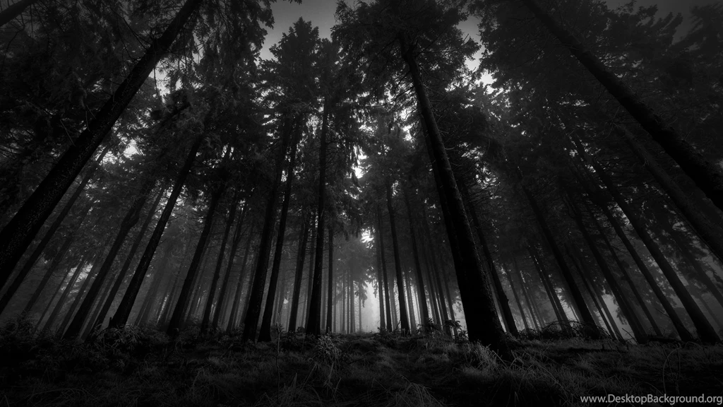 Dark Forest Backgrounds