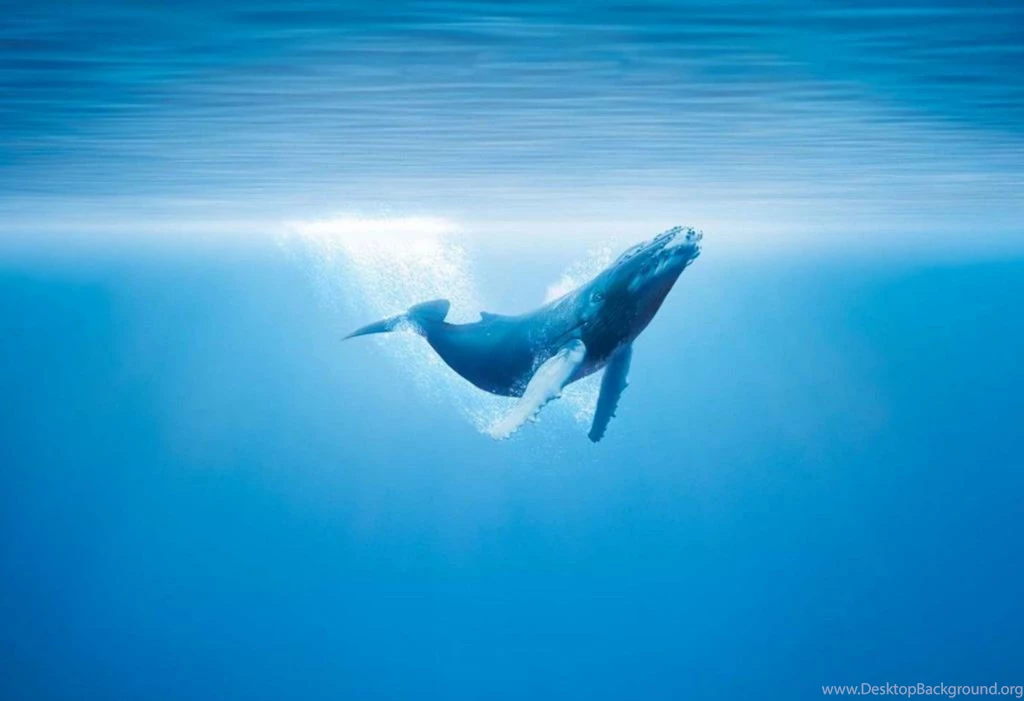 Whale Wallpapers