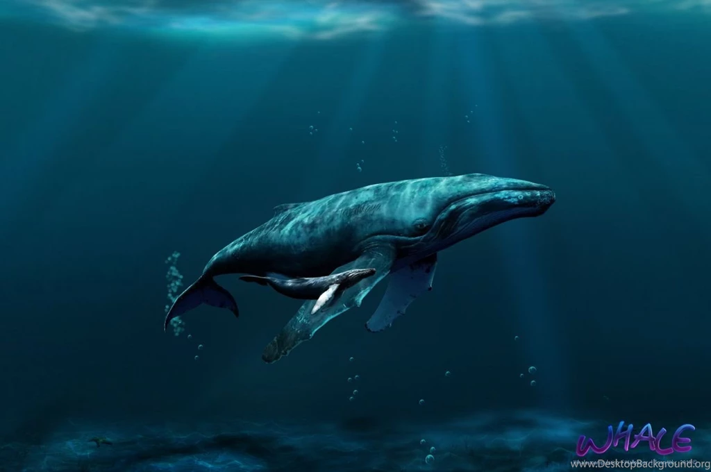 Whales Wallpapers By Inankilic On DeviantArt