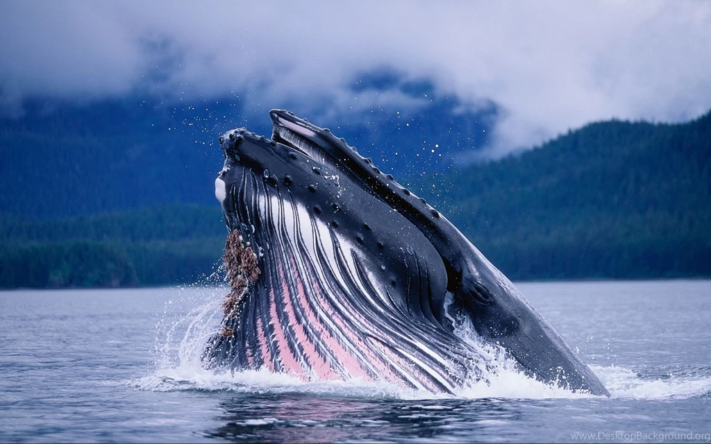 Whale Wallpapers HD Download