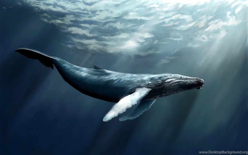 Water whale art hd wallpapers Magic4Walls.com
