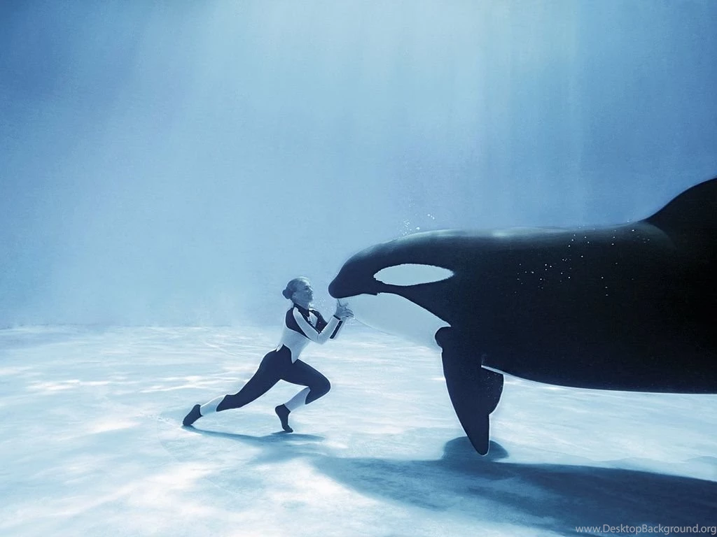 Killer Whales Wallpapers