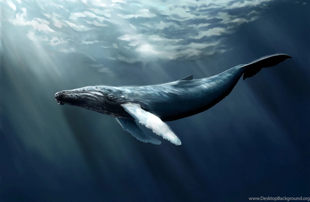 Humpback Whale Art Wallpapers